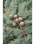 Cupressus arizonica Глаука плоди